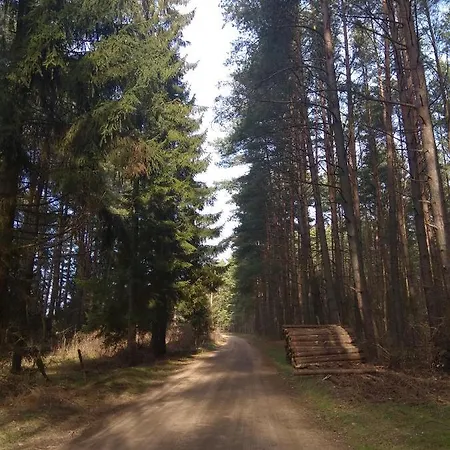 W Starej Szkole - * Pieczarki