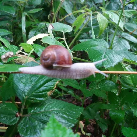 Ferienhaus W Starej Szkole -