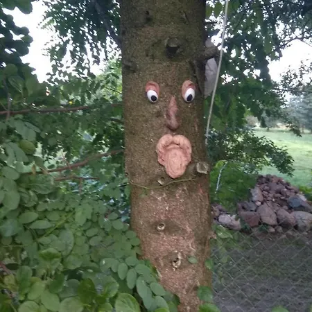 W Starej Szkole - *