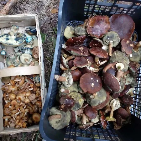 W Starej Szkole - Ferienhaus *