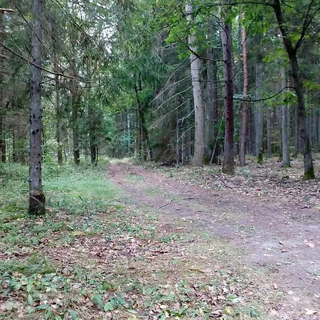 W Starej Szkole - * Pieczarki